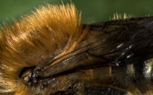 Osmia brevicornis